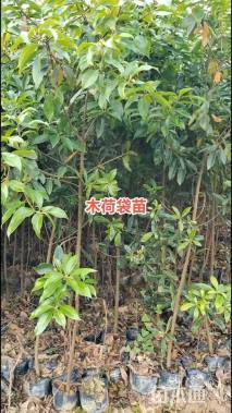 3公分木荷