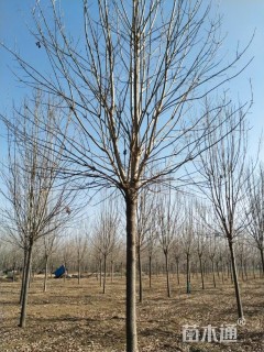 13公分速生白蜡