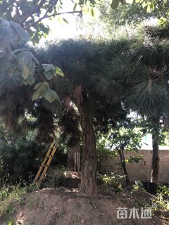 高度300厘米油松