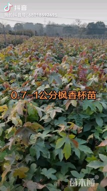 高度50厘米枫香小苗
