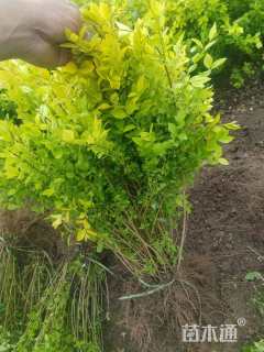 高度70厘米金叶女贞