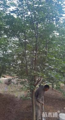 8公分樱花