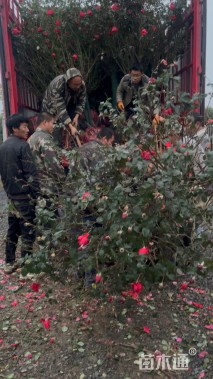 高度180厘米丛生月季