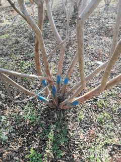 高度300厘米丛生紫薇