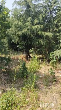 高度150厘米雪松