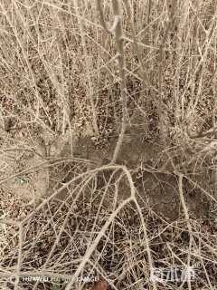 高度50厘米水蜡