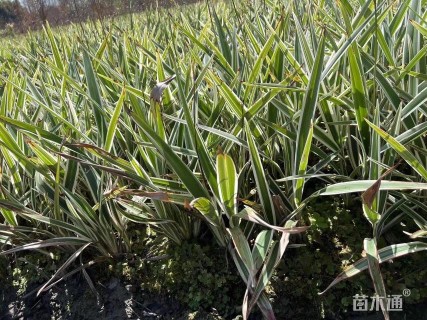 高度25厘米山菅兰