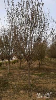 12公分西府海棠