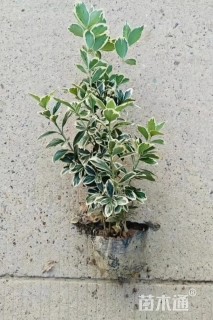 高度30厘米金边黄杨小苗