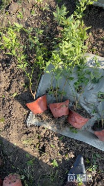 高度45厘米云南黄馨