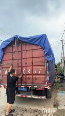 高度40厘米鸢尾