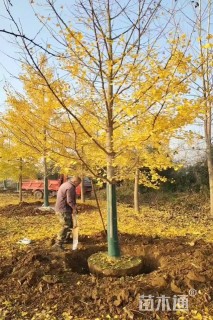 18公分银杏