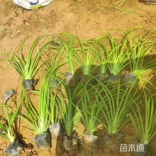 高度40厘米萱草