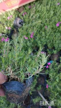 高度30厘米丛生福禄考