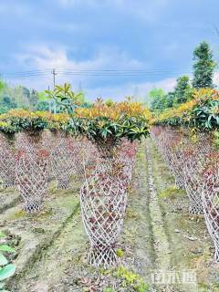 10公分桂花花瓶