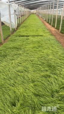 高度20厘米紫穗狼尾草