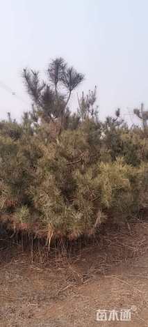 高度200厘米油松