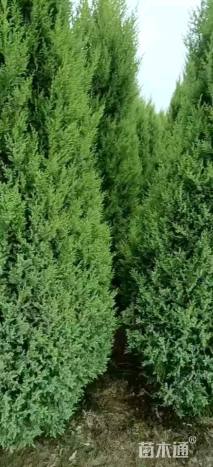 高度350厘米望都塔桧