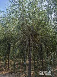 12公分青皮垂柳