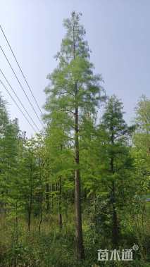 13公分池杉