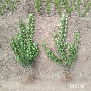 高度70厘米大叶黄杨