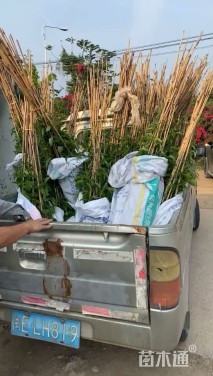 60厘米炮仗花
