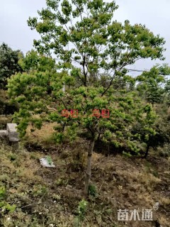 5公分乌桕