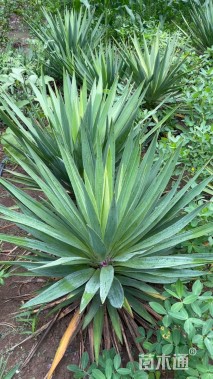 高度40厘米剑麻