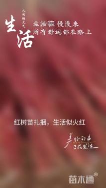 高度80厘米红瑞木