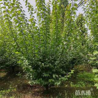 7.5公分红梅