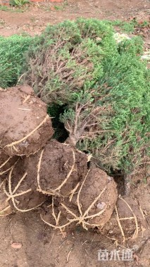 高度150厘米桧柏