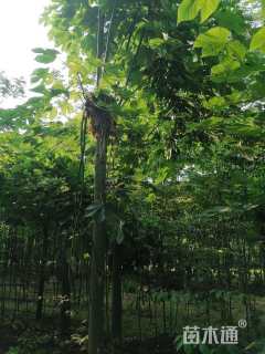 高度200厘米丛生紫荆