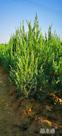 高度60厘米河南桧