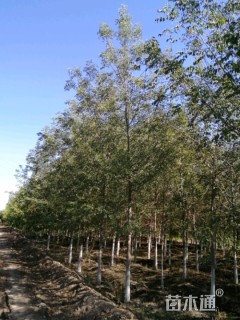 高度4000厘米小叶白蜡