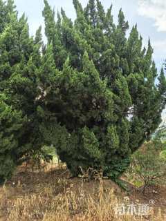 高度600厘米龙柏