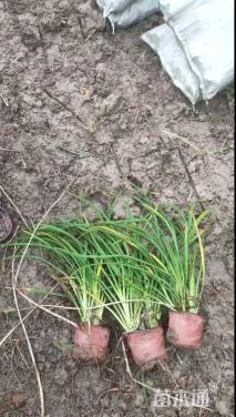 高度10厘米千屈菜