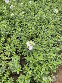 高度18厘米肥皂草