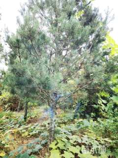 高度300厘米白皮松