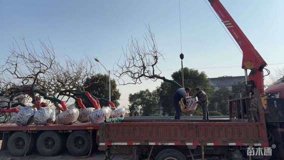 24公分异形龙爪柿子树