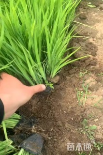 高度20厘米黄菖蒲