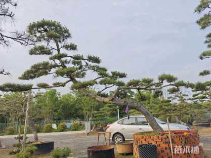 高度200厘米黑松