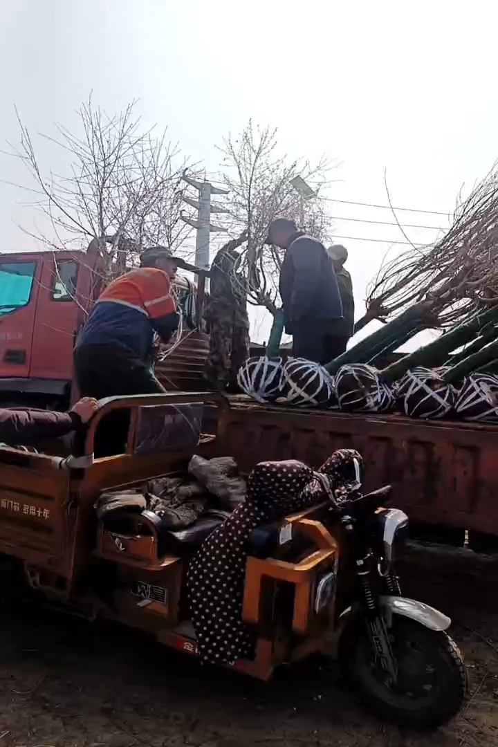 8公分桃树