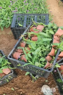 高度20厘米桑托斯马鞭草