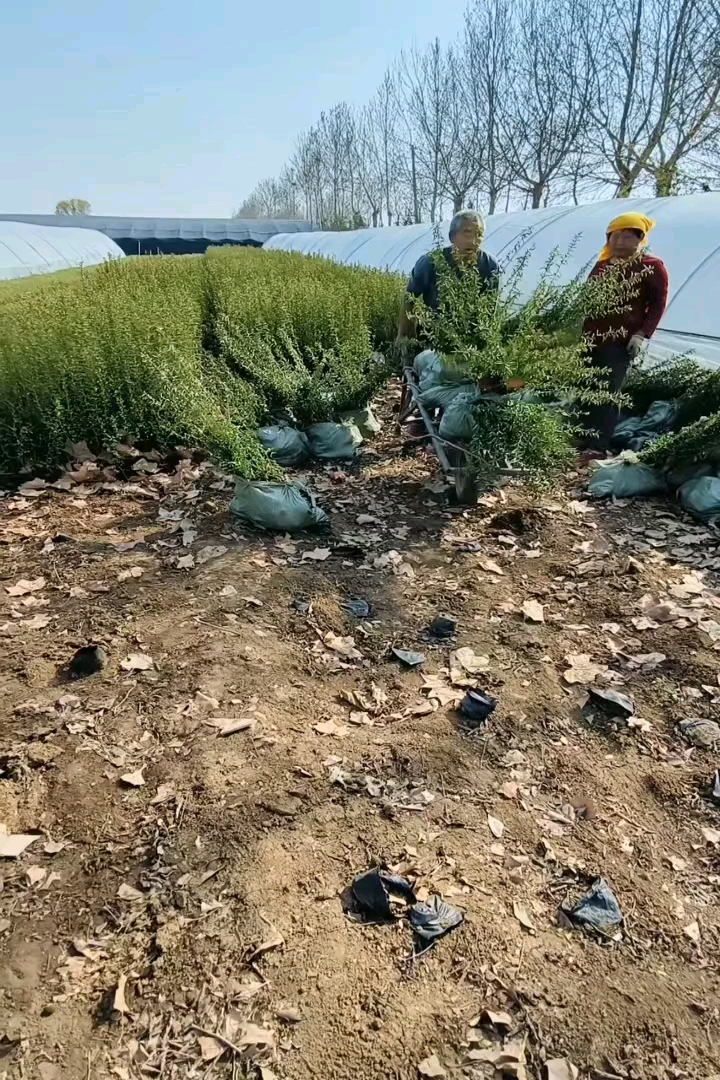 高度40厘米贴梗海棠
