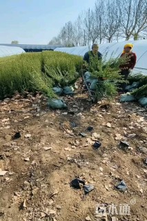 高度40厘米贴梗海棠