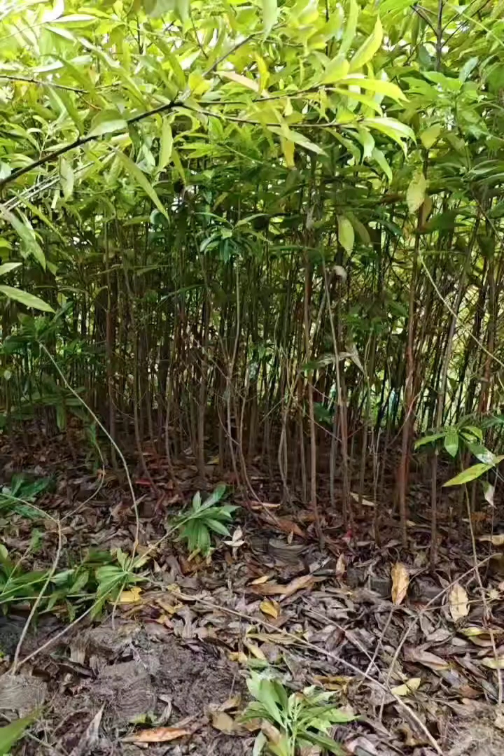 1公分红豆杉