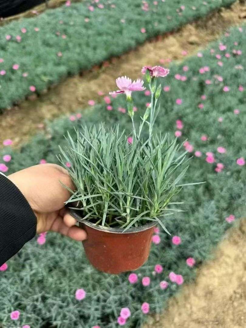 高度15厘米彩虹石竹
