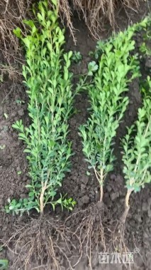 高度50厘米瓜子黄杨小苗
