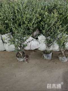 冠幅20厘米龟甲冬青球