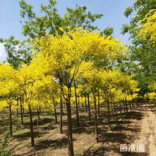 9公分黄金槐